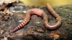 Rainworm: опис та функції